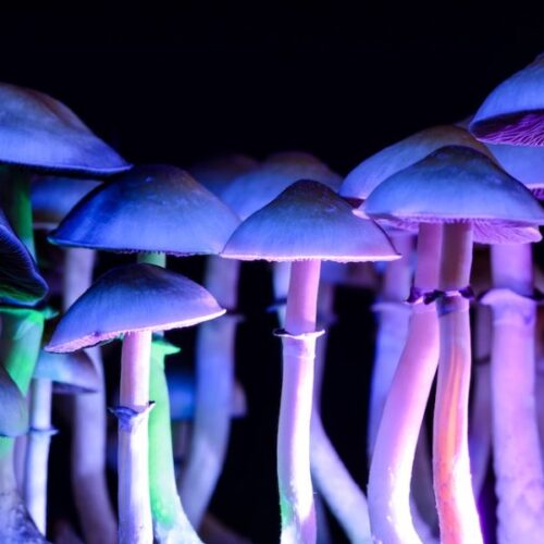 Magic Mushroom